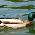 Ente am Alpsee