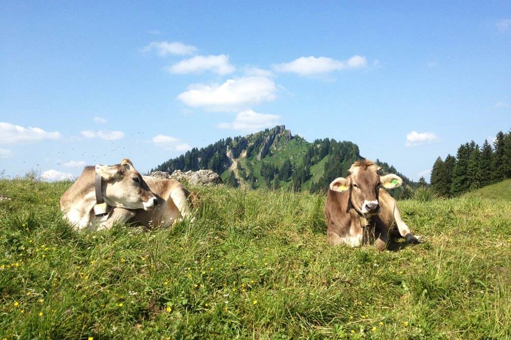 Braunvieh auf dem Mittag